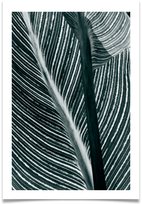 Exotic Leaf DSC_1982 - Carol Sparkes